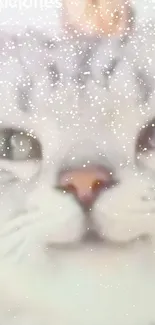 Nose Head Cat Live Wallpaper