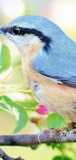 Nuthatch bird on a branch with colorful background.