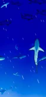 Vibrant blue ocean wallpaper featuring sharks swimming gracefully underwater.