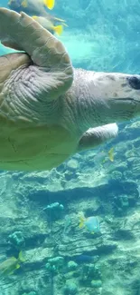 Serene ocean turtle in aquamarine waters.