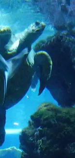 Ocean turtle swimming underwater with vibrant blue background.