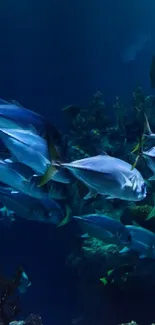 A school of fish swimming in a deep blue ocean scene.