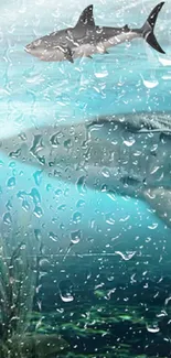 Shark swimming underwater with raindrops on the surface.