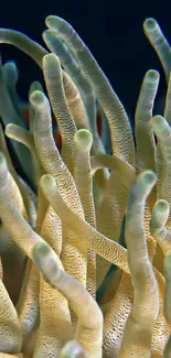 Beige oceanic tentacles in an underwater scene with vivid marine textures.