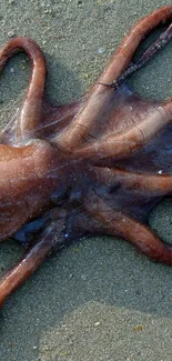 Octopus lying on a sandy beach.