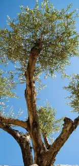 Olive tree under a vibrant blue sky.