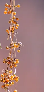 Orange berries hanging from a branch against a mauve background.