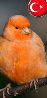 Orange bird on a branch with Turkish emblem in background.