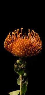 Vibrant orange flower on a black background.