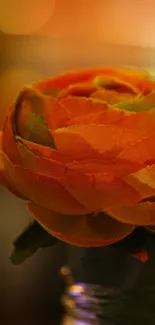 Vibrant orange rose with blurred background, ideal for mobile wallpaper.