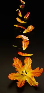 Orange petals on a sleek black background wallpaper.