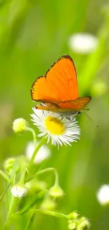 Orange butterfly on white daisy in green background.