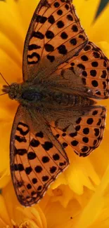 Orange butterfly with black spots on yellow flower wallpaper.