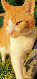 Orange and white cat enjoying sunlight outdoors.