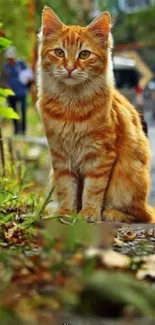 Orange tabby cat sitting on a sidewalk with green foliage.