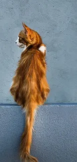 Orange cat sitting on a blue wall background, minimalist design.