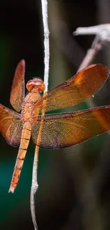 Orange dragonfly perched on a branch in a natural setting.