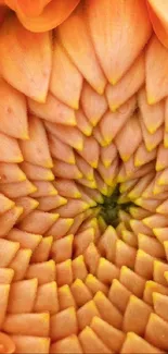 Close-up of an orange flower with a vibrant spiral petal pattern.