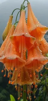 Orange flowers with raindrops against nature background.