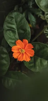 Orange flower amidst vibrant green leaves wallpaper.