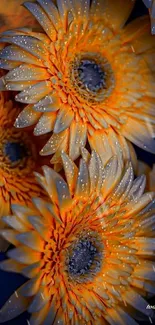 Vibrant orange flowers with dew drops on a dark background.