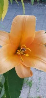 Vibrant orange lily with lush green leaves on mobile wallpaper.