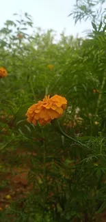 Vibrant orange marigold surrounded by lush green foliage.