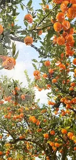 Orange fruits on trees with raindrops under a blue sky.