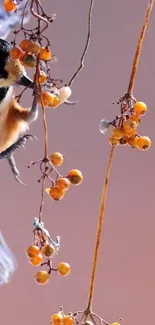 Orange Plant Amber Live Wallpaper