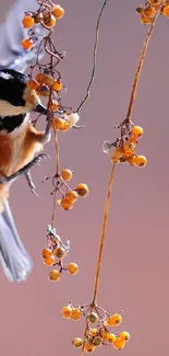 Orange Plant Macro Photography Live Wallpaper