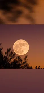 Full moon against orange sunset sky with silhouette trees.