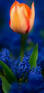 Orange tulip standing in a field of blue flowers, vibrant and eye-catching.