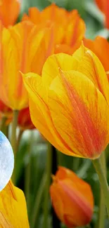 Mobile wallpaper with orange tulips and a blue moon in the background.