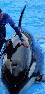 Orca and trainer interacting in bright blue water