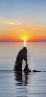 Orca breaching water at sunrise with vibrant ocean colors.