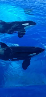 Two orcas swimming in bright blue ocean water.