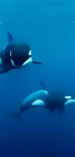 Two orcas swim gracefully underwater in a deep blue ocean.