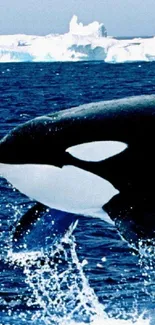 Orca leaping in the Arctic Ocean with icy water splashes.