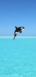 Orca jumping from aqua ocean under a bright blue sky.