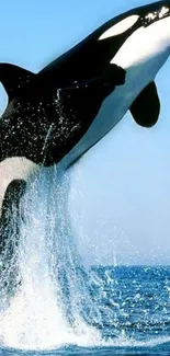 A majestic orca whale leaping out of the ocean with a clear blue sky backdrop.