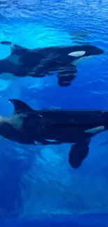 Two orcas swimming gracefully underwater in a vibrant blue ocean scene.