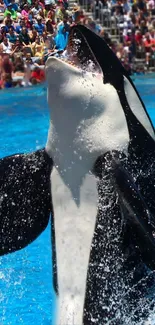 Orca jumping in a vibrant blue pool