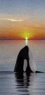 Orca surfacing at sunset with reflection on calm ocean water.