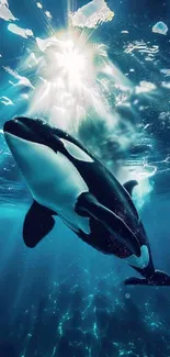 Orca gracefully swimming in the ocean with sunlight shining through.