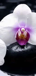 Elegant white orchid on black stones, serene wallpaper.