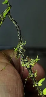 Close-up of an orchid mantis blending with a branch in nature.