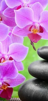 Pink orchids with zen stones on green background.