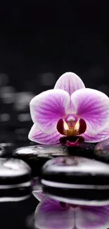 Pink orchids with black stones on a serene, reflective background.