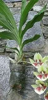 Orchid plant in wall garden with stone backdrop.