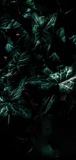 Organism Terrestrial Plant Pattern Live Wallpaper